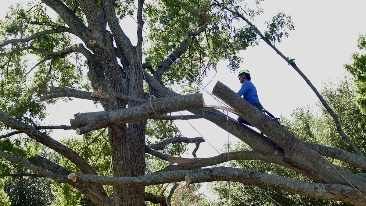 Professional Crown Thinning performed by certified arborists in Manhasset