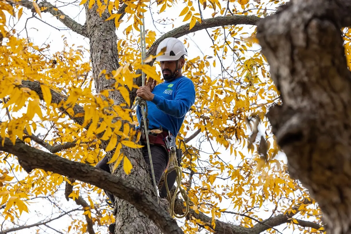Skilled Tree Planting crew working in Manhasset