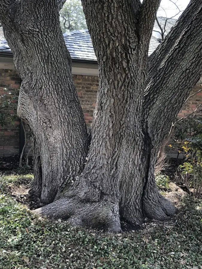 Mature heritage tree close to a Manhasset property cared for by certified arborists